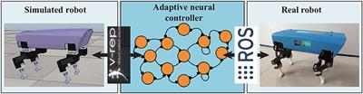 Small-Sized Reconfigurable Quadruped Robot With Multiple Sensory Feedback for Studying Adaptive and Versatile Behaviors